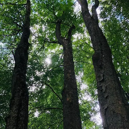 Losenberg