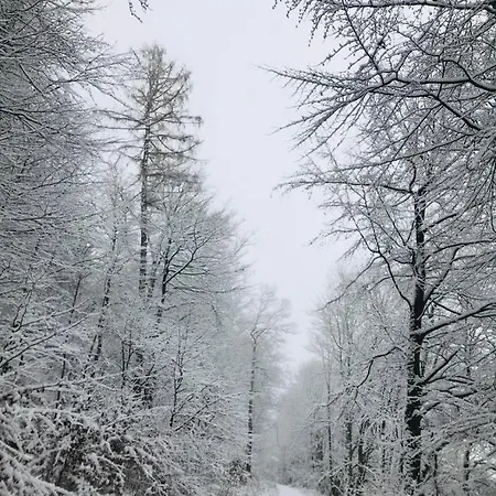 Losenberg * Olsberg