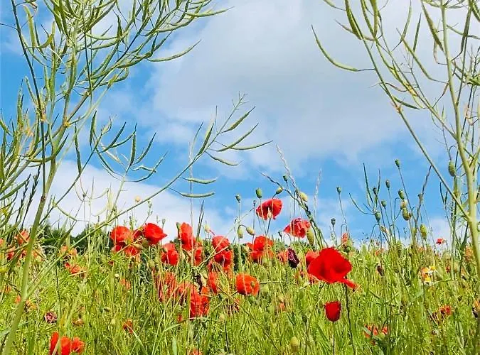 Apartman Losenberg *